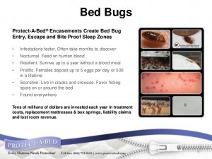 Bed Bug Bites | Gold City Pest Services